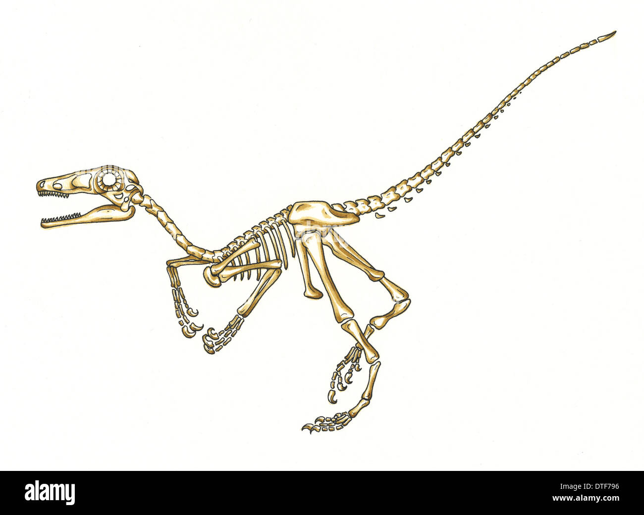 Microraptor skeleton Stock Photo