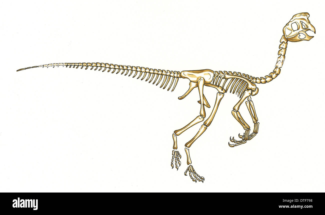 Oviraptor skeleton Stock Photo