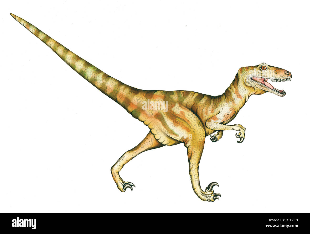Dinosaur Deinonychus Stock Photo - Download Image Now - Deinonychus, 2015,  Animal - iStock