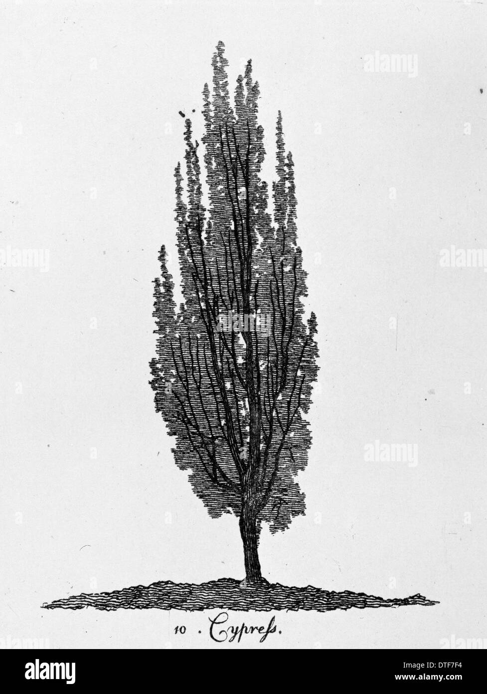 Cypress tree Stock Photo