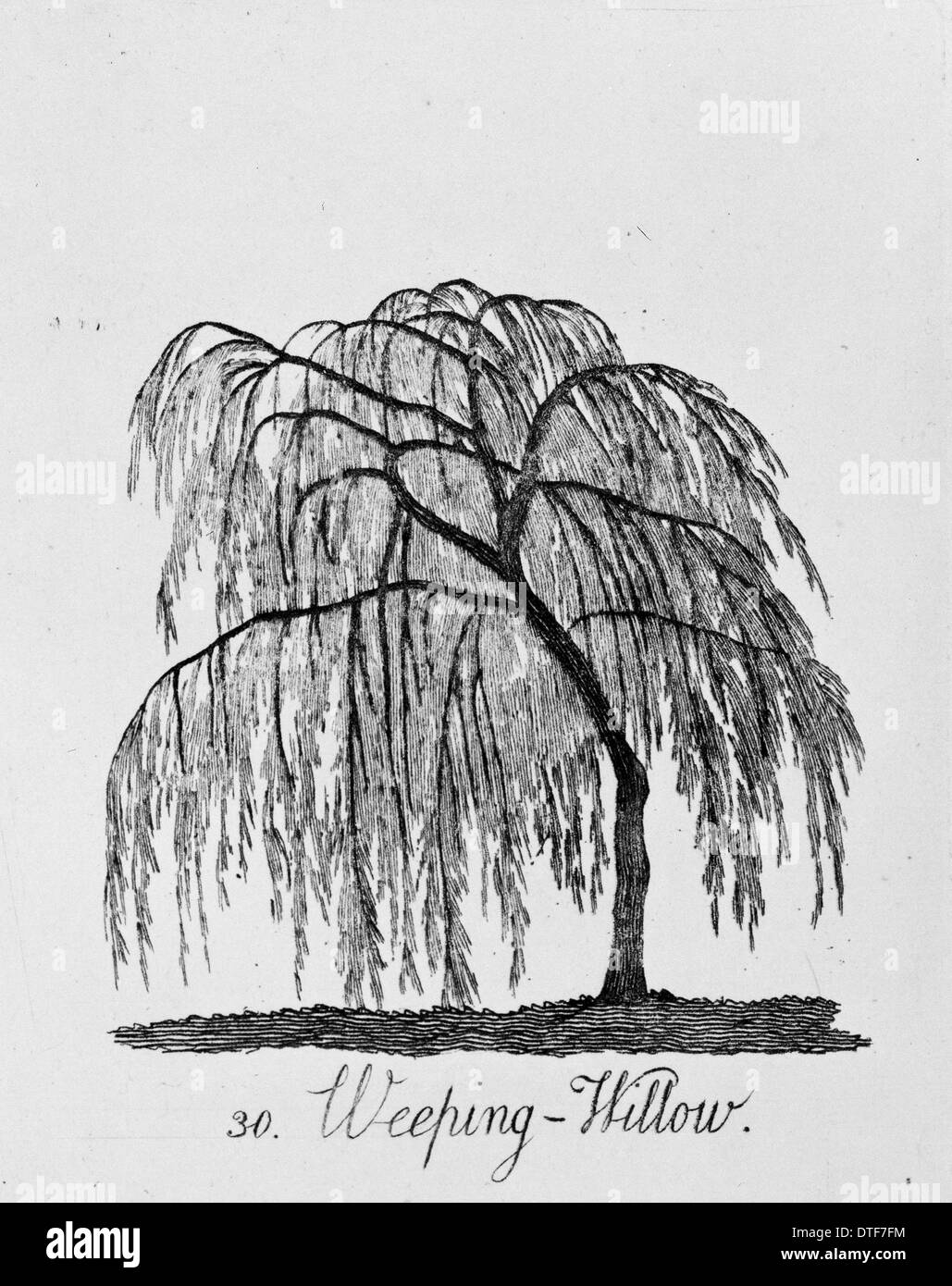 7292 Willow Tree Drawing Images Stock Photos  Vectors  Shutterstock