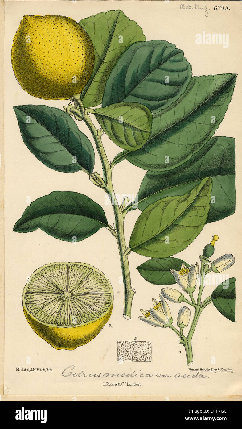 Citrus medica sale