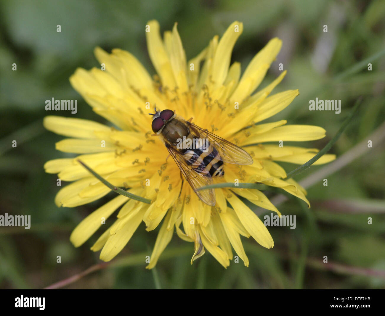 Syrphus ribesii, hoverfly Stock Photo
