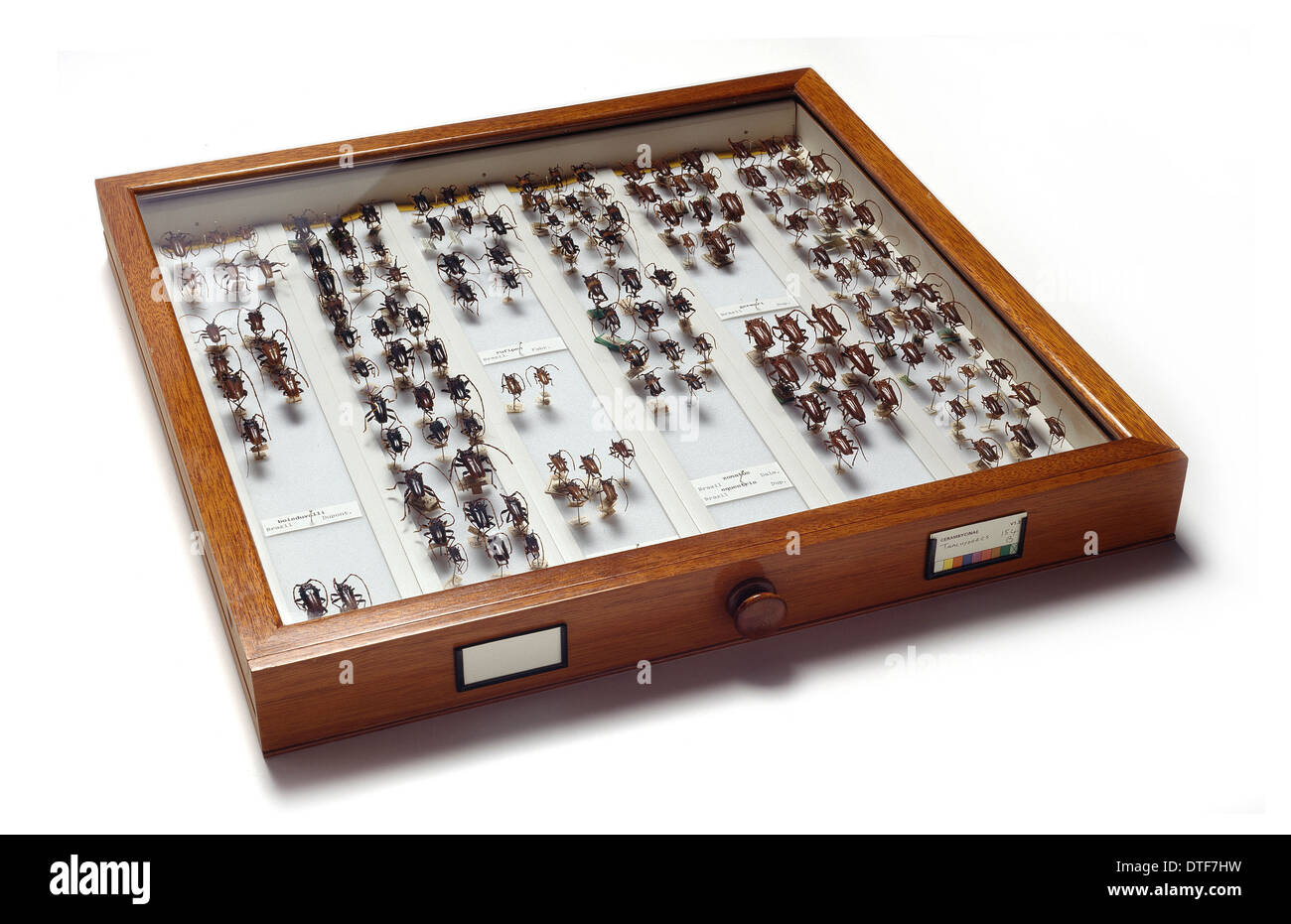 Cerambycinae specimen drawer Stock Photo