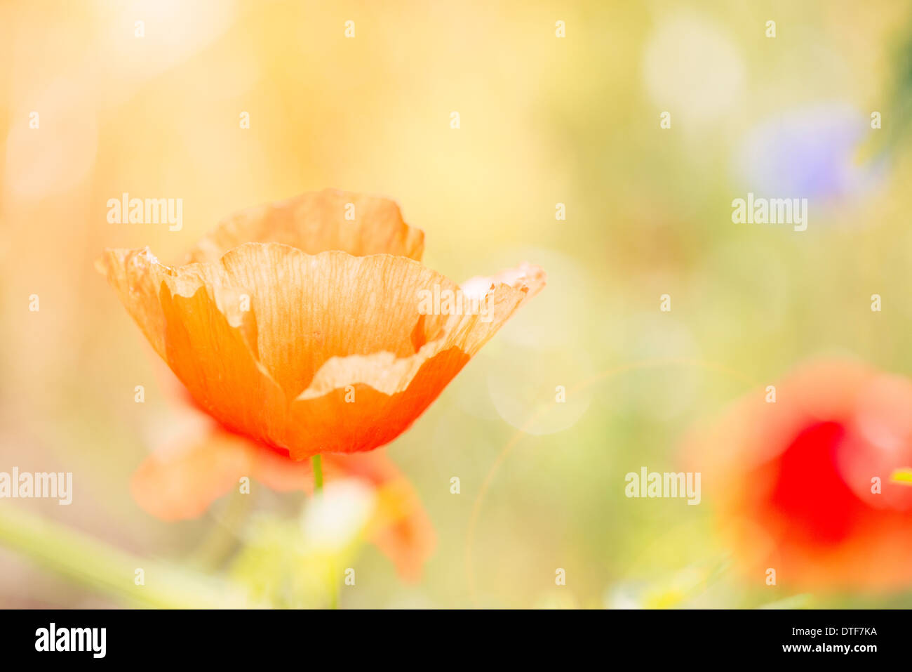 Summer nature scene with close up of red poppy flower growing in field Stock Photo