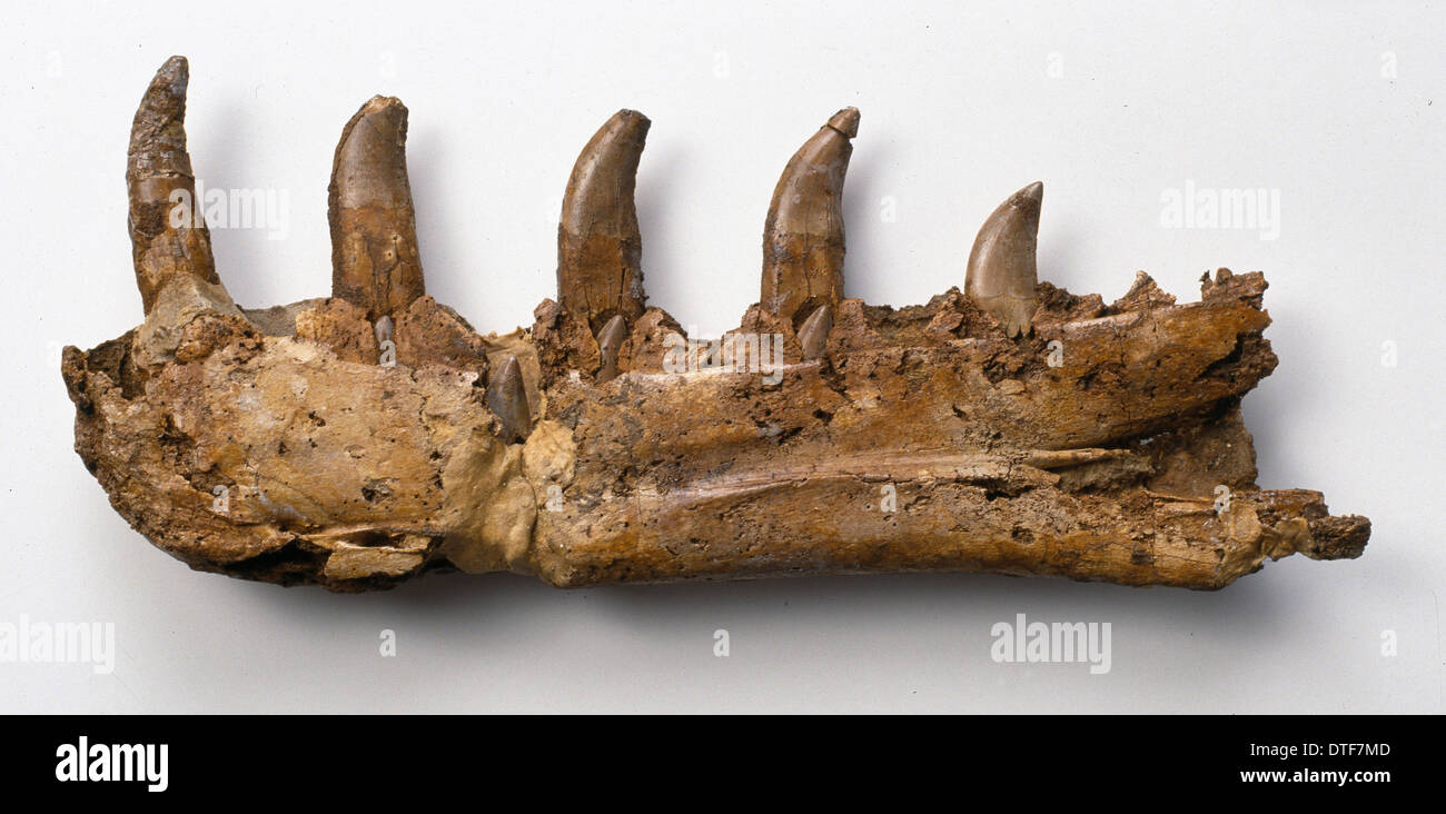 Megalosaurus jaw Stock Photo