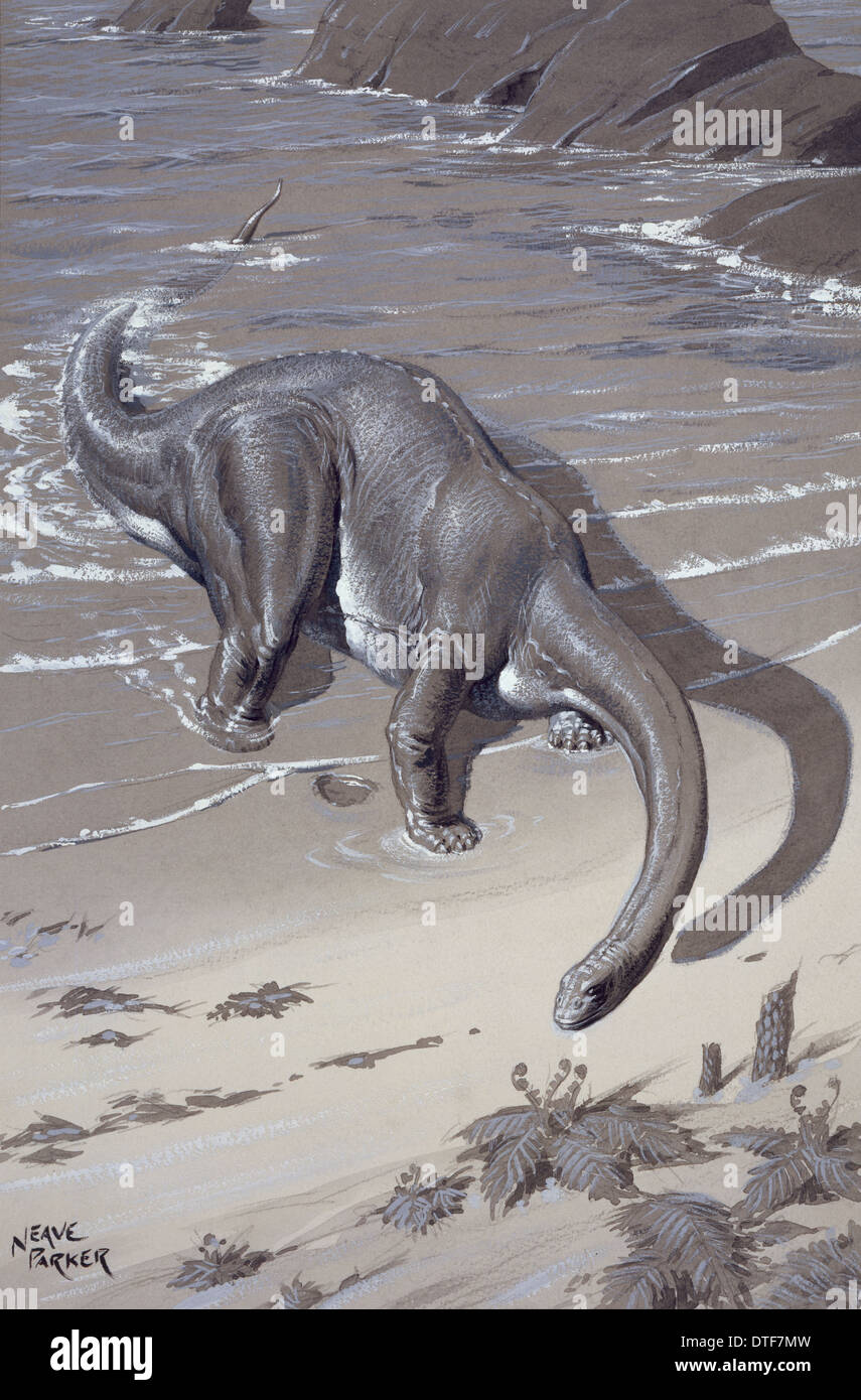 Apatosaurus, previously known as Brontosaurus Stock Photo