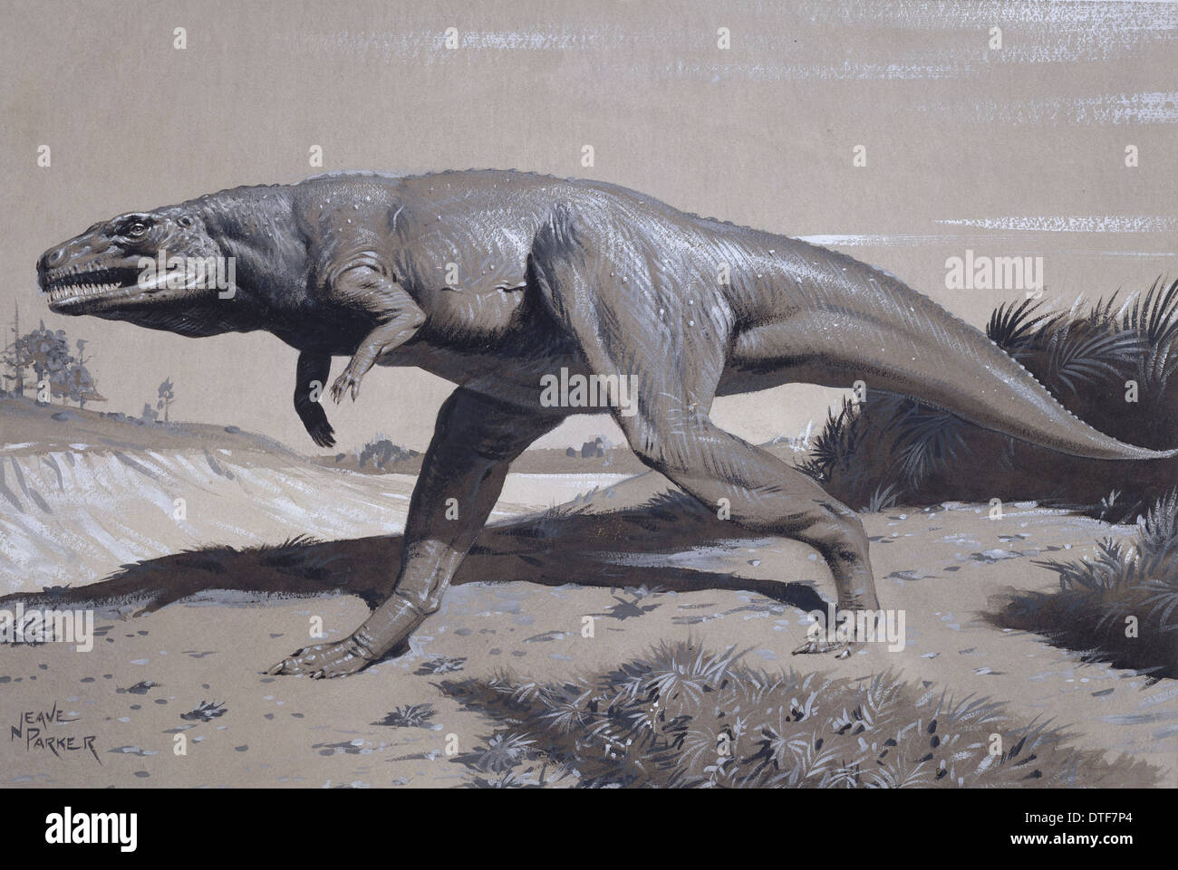 Megalosaurus Stock Photo