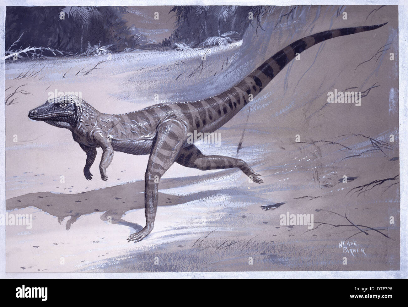 Ornithosuchus Stock Photo
