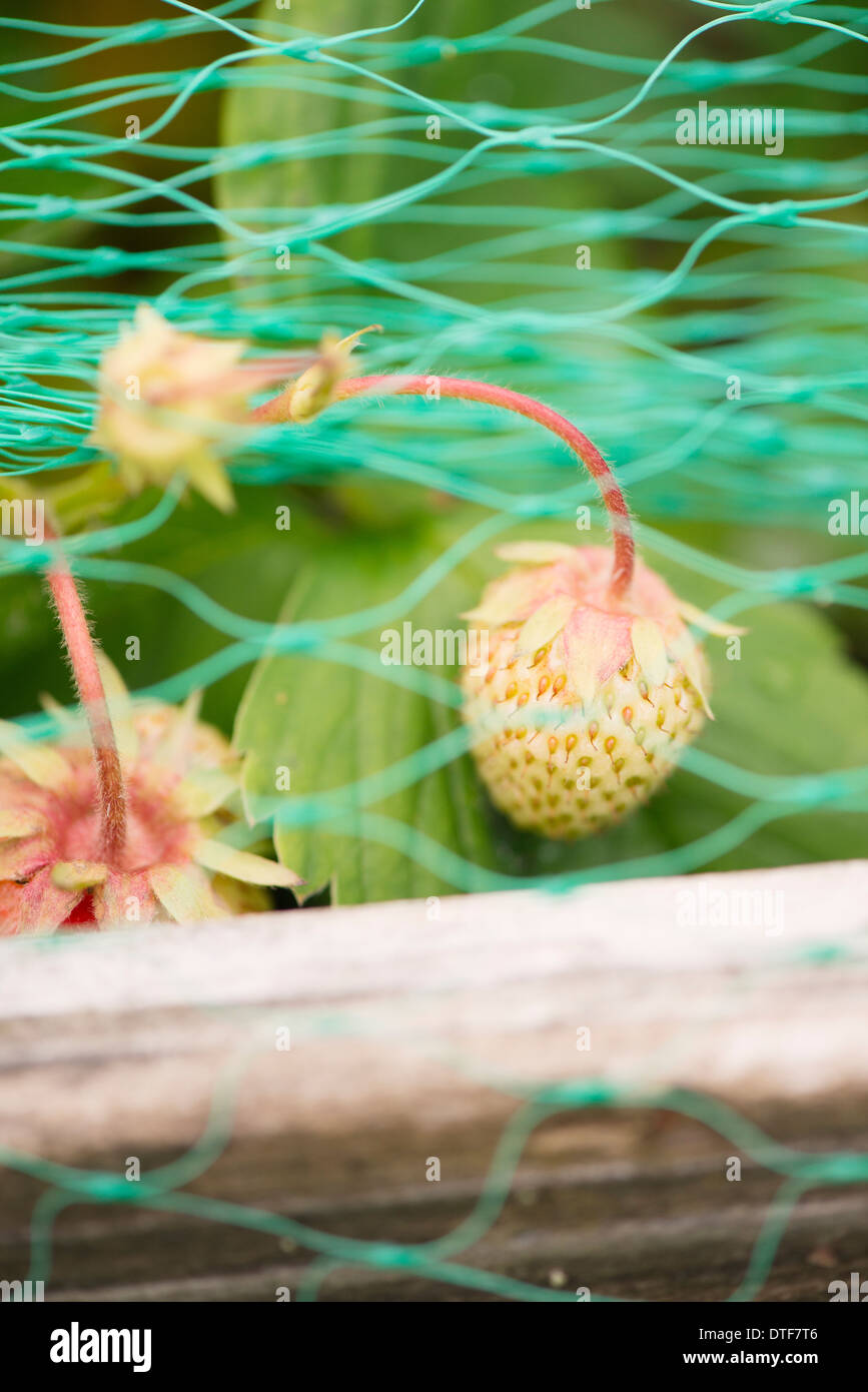 Close up of unripe strawberries  growing under plastic net in garden Stock Photo