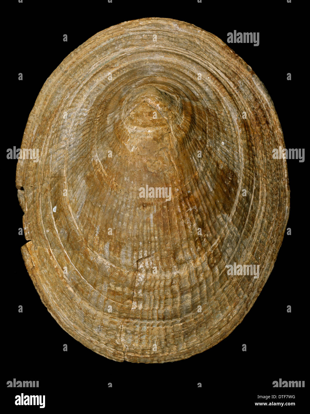 Symmetrocapulus, limpet Stock Photo