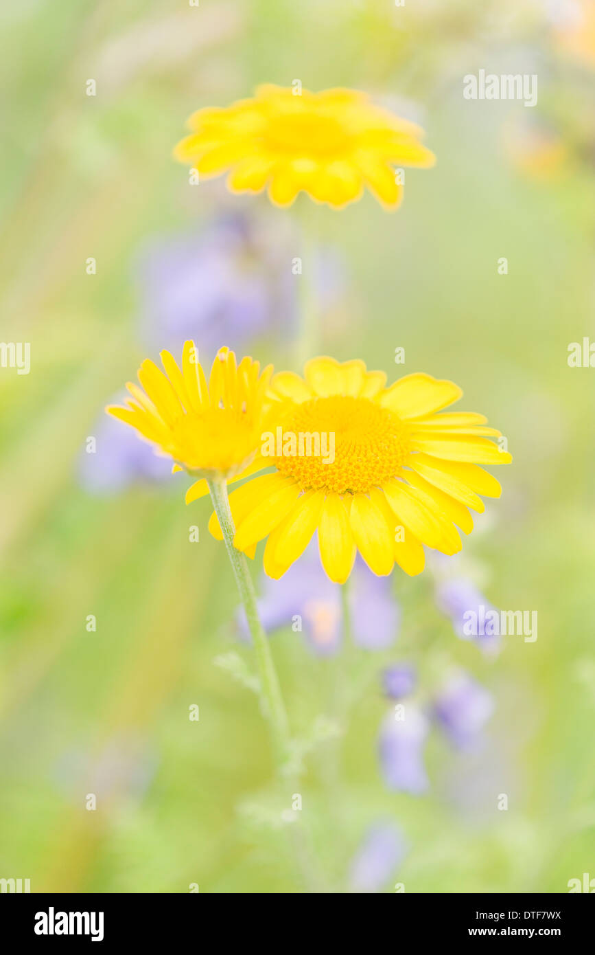 Nature detail with yellow flowers in summer field Stock Photo