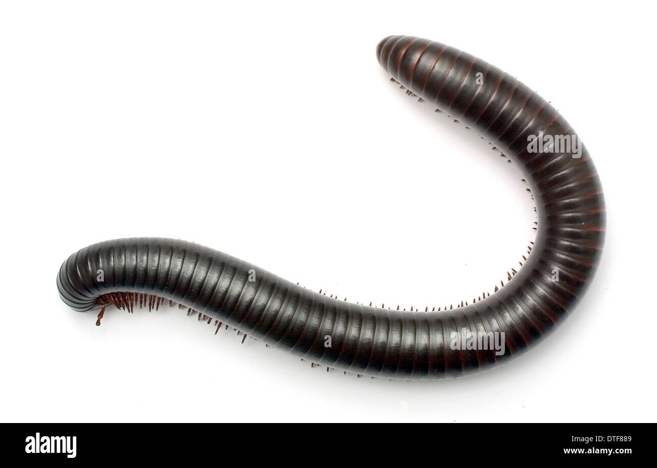 Archispirostreptus gigas, African giant black millipede Stock Photo - Alamy