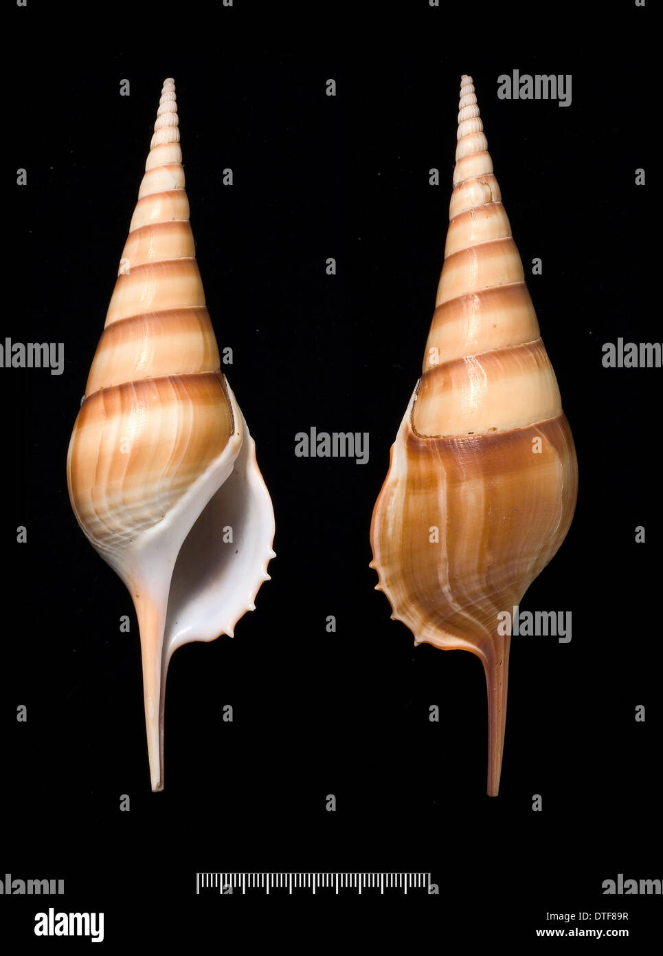 Neotaenioglossa hi-res stock photography and images - Alamy