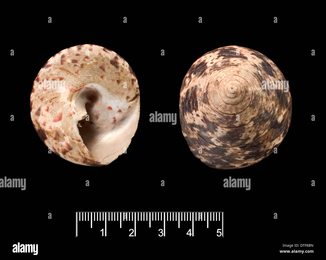 Trochus niloticus, top shell Stock Photo