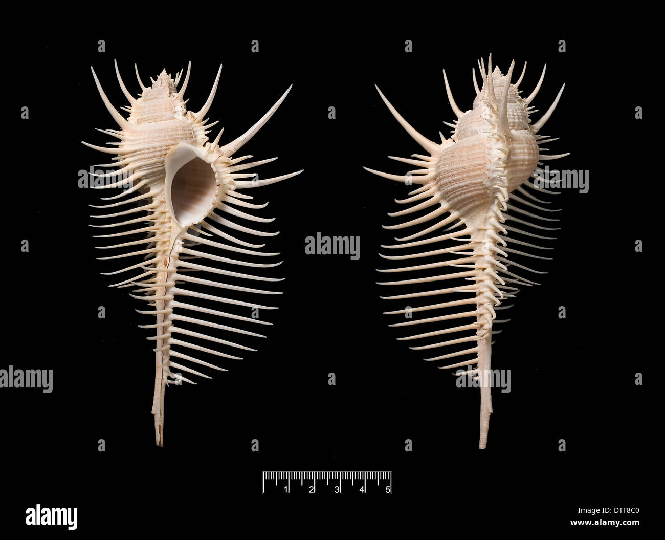 Murex pecten outlets Venus Comb Seashell 100% Genuine Specimen Lightfoot Indo-Pacific Oceans BCR035 *CERTIFICATED*