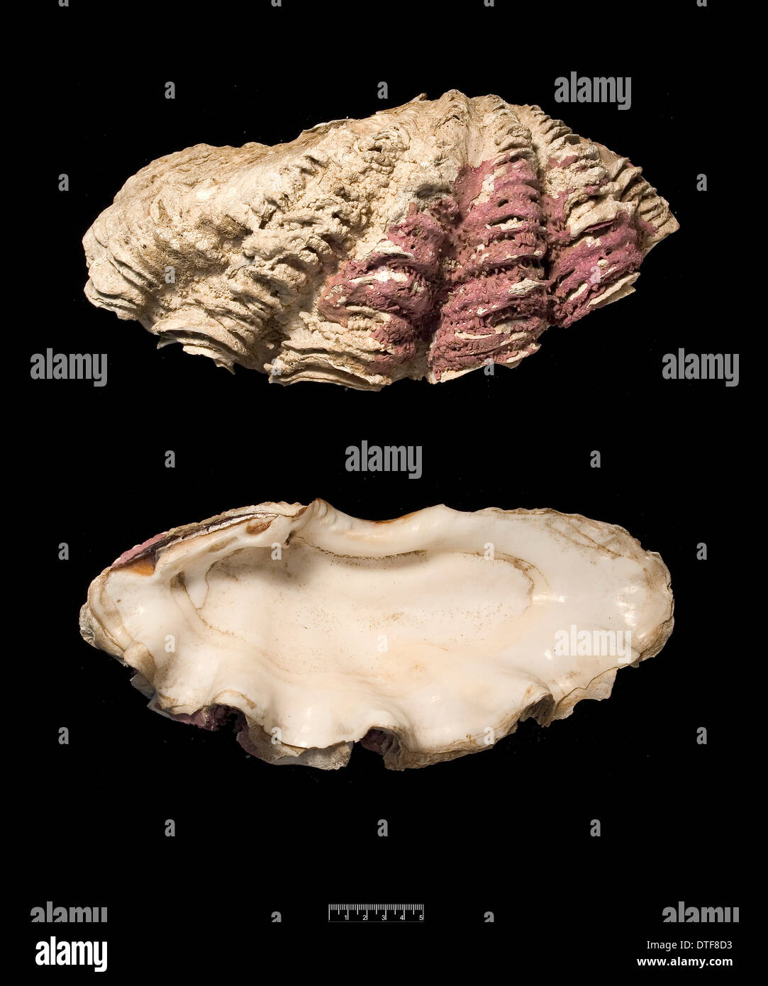 Tridacna gigas, giant clam Stock Photo - Alamy