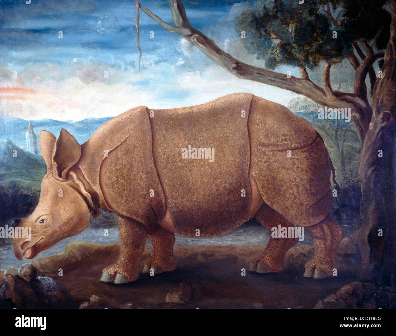 Rhinoceros sp., rhinoceros Stock Photo