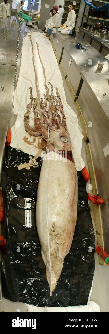 Architeuthis dux Steenstrup, 1857, squid Stock Photo - Alamy