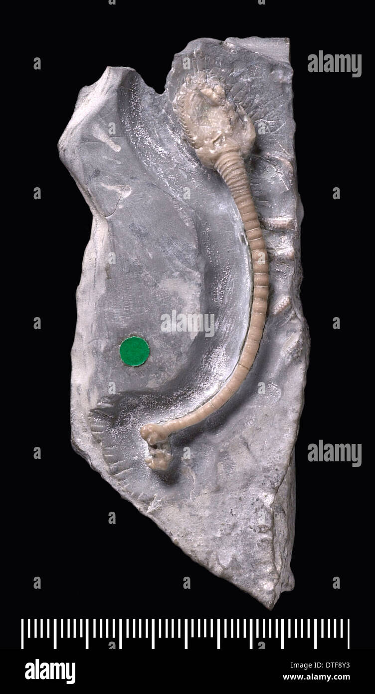 Staurocystis quadrifasciata, a fossil Holothurian, or sea cucumber Stock Photo