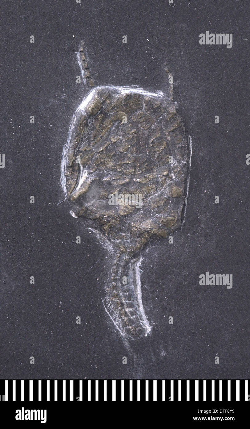 Rhenocystis latipedunculata, a fossil Carpoid Stock Photo