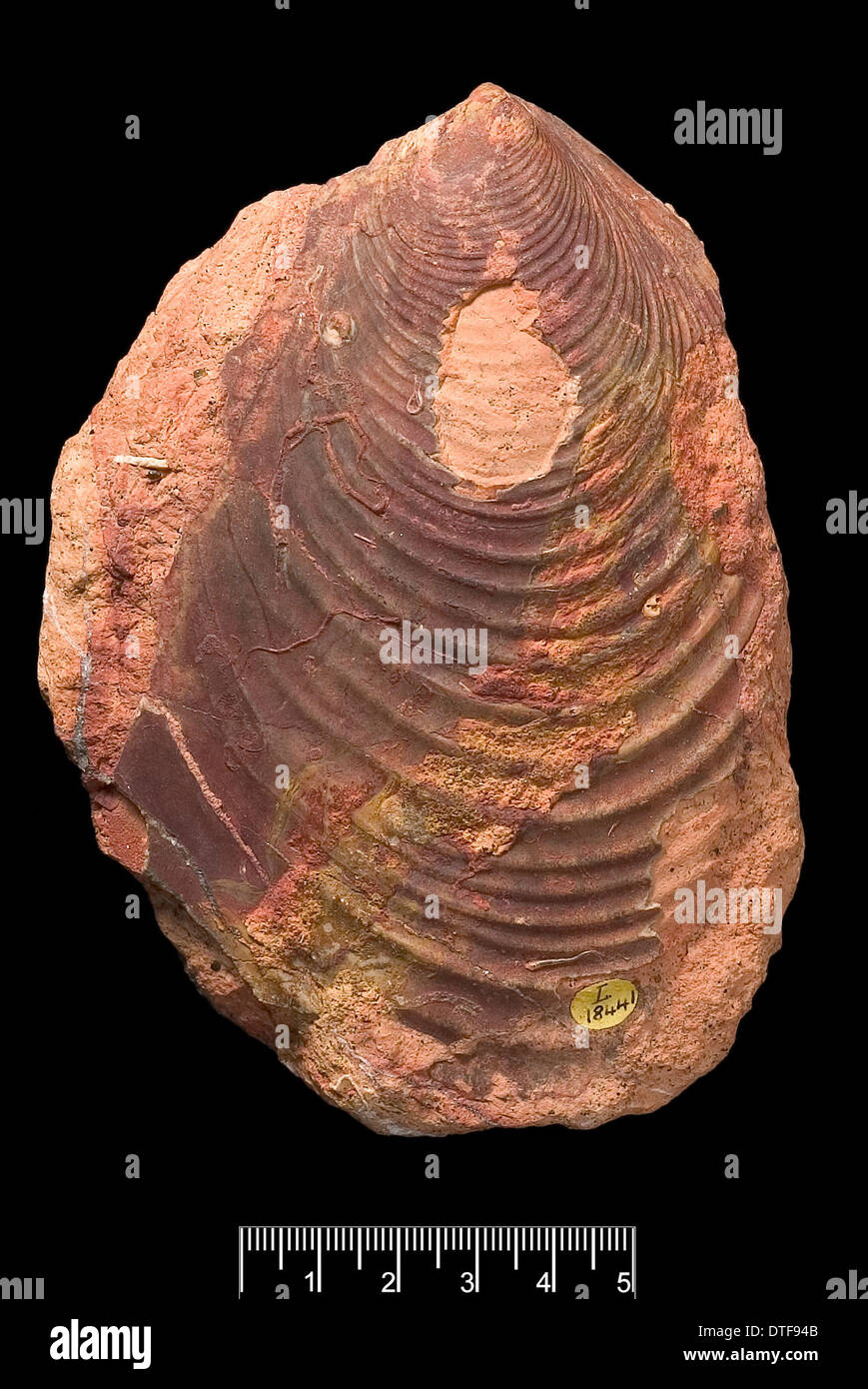 fossil bivalve Stock Photo