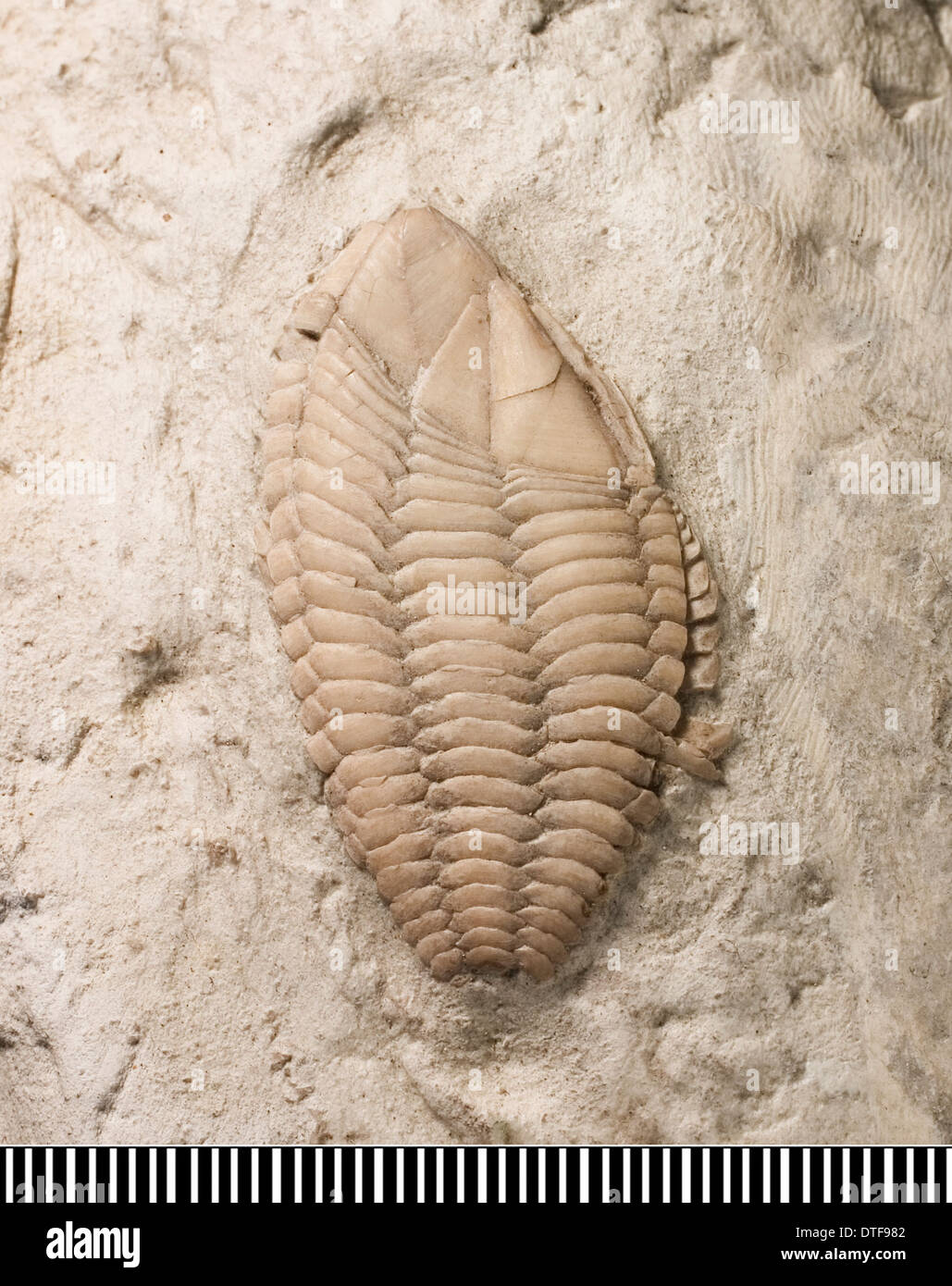 Stramentum, a fossil barnacle Stock Photo