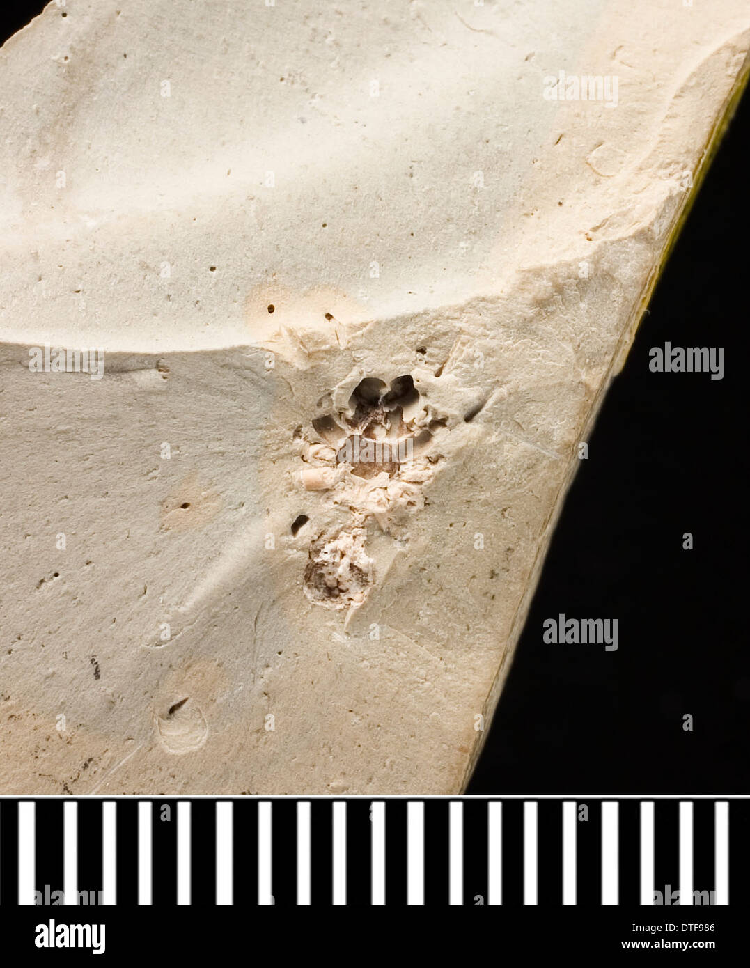 Vectaraneus, a fossil spider Stock Photo