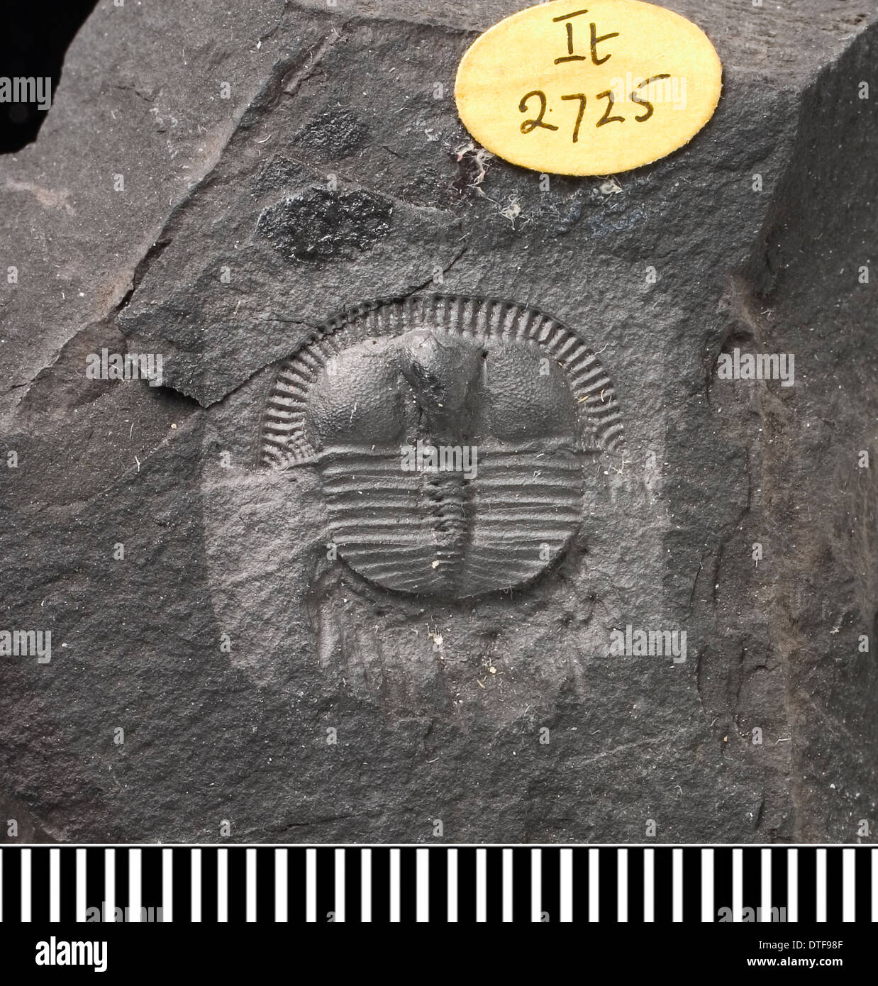 Trinucleus, a fossil trilobite Stock Photo