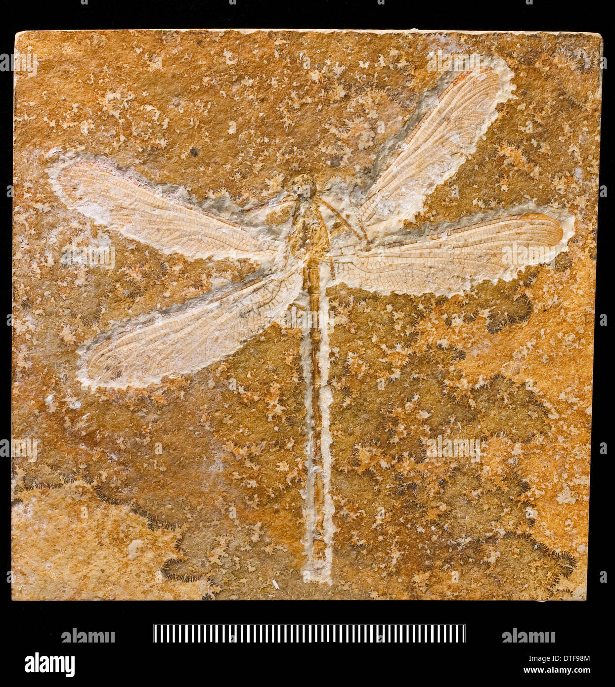 Fossil Dragonfly High Resolution Stock Photography and Images - Alamy