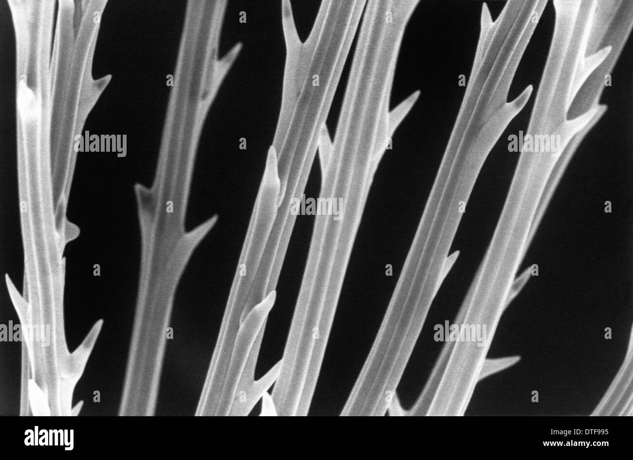 Angiospermae flowering plant Black and White Stock Photos & Images - Alamy