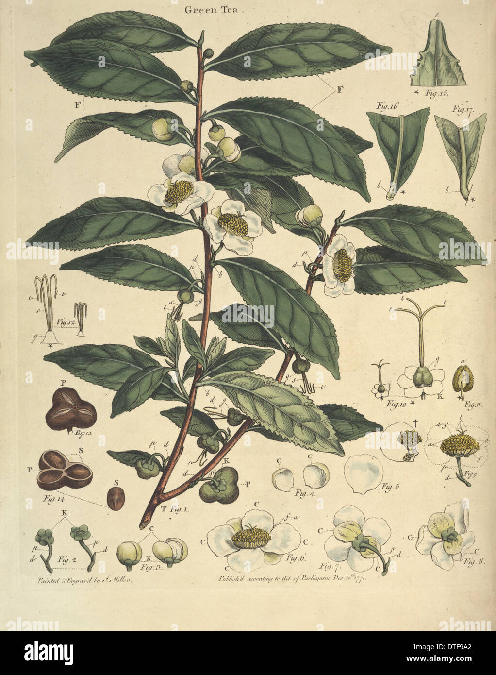 John Lettsom's Natural History of the Tea Tree Stock Photo
