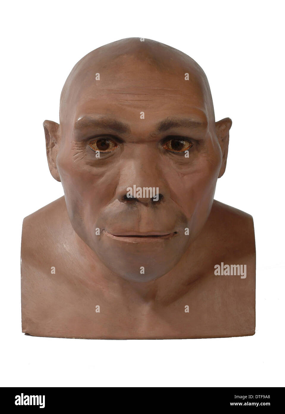 Homo erectus, Peking man Stock Photo