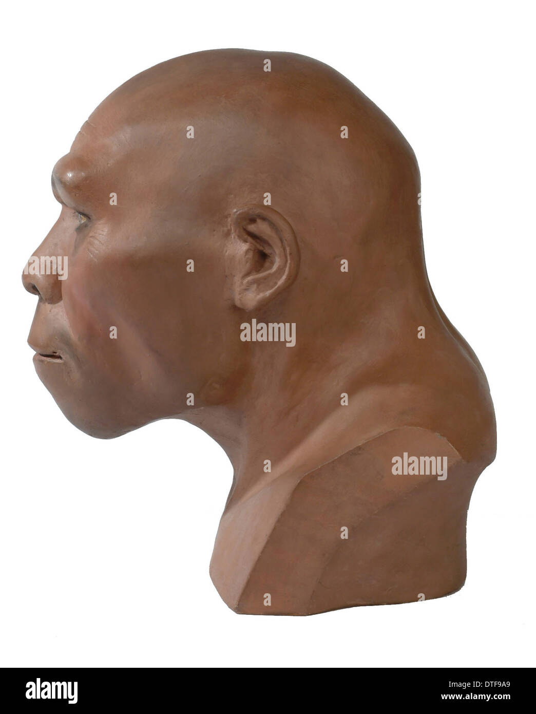 Homo erectus, Peking man Stock Photo