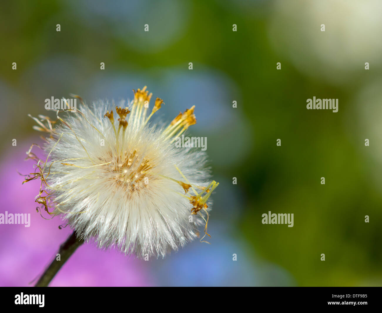 Dandelion seed On A Colorful Blurred Background Stock Photo
