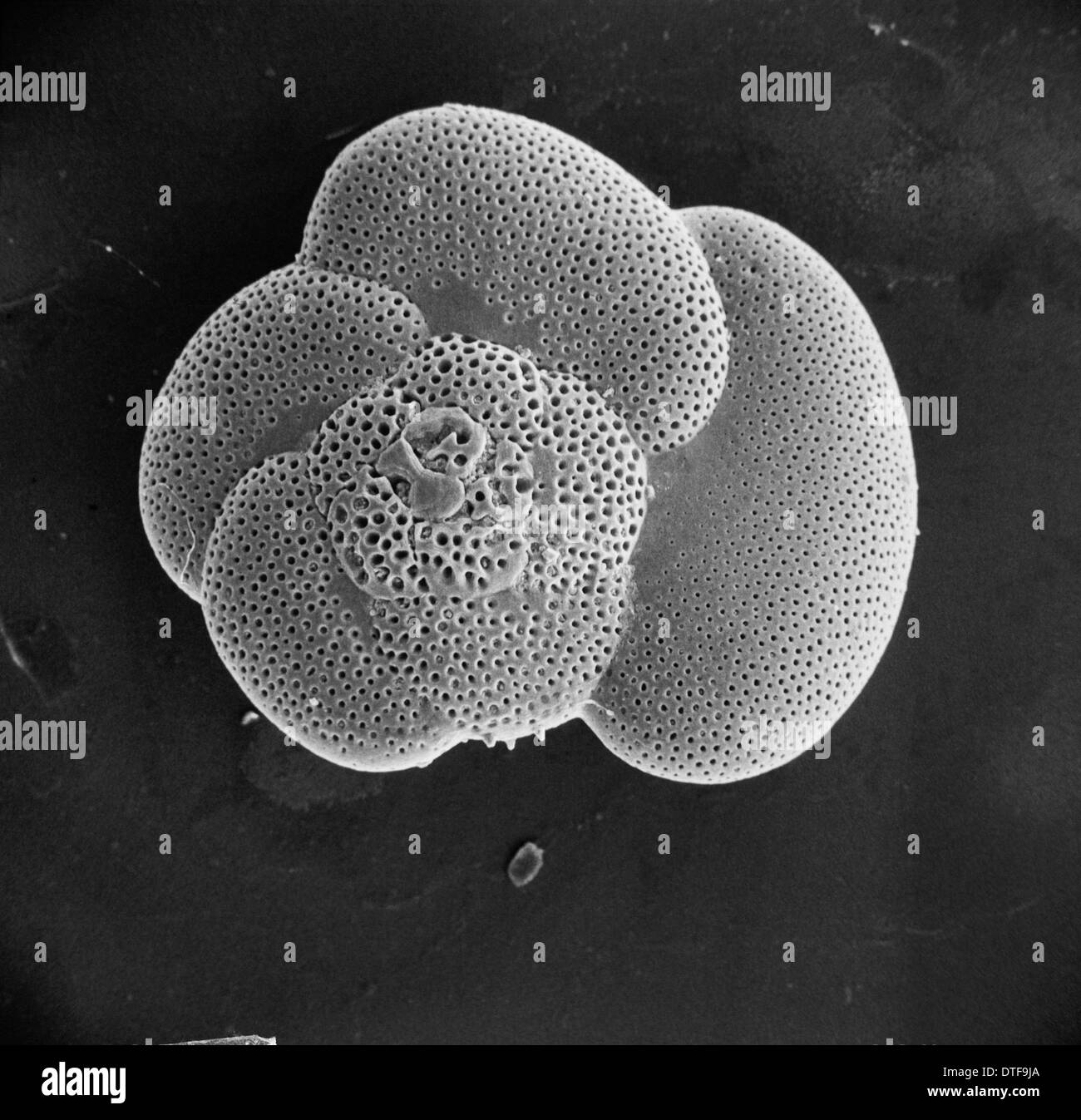 Globorotalia scitula, foraminifera fossil Stock Photo