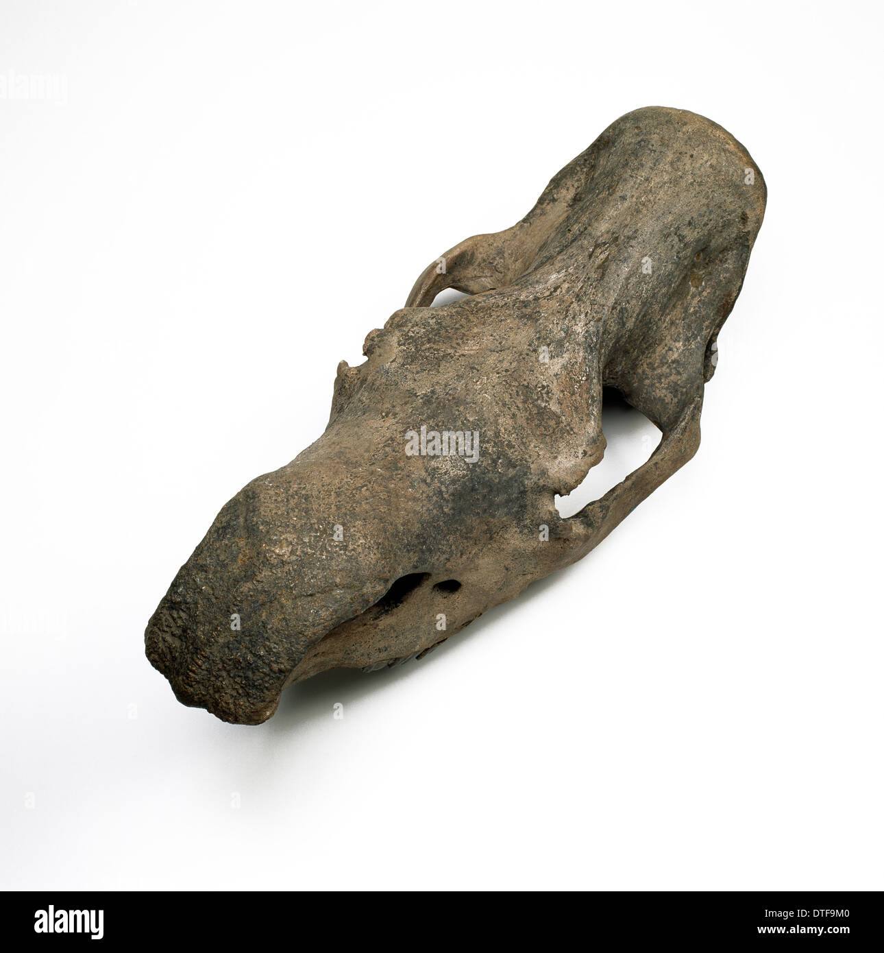 western black rhinoceros skull western black rhinoceros skull
