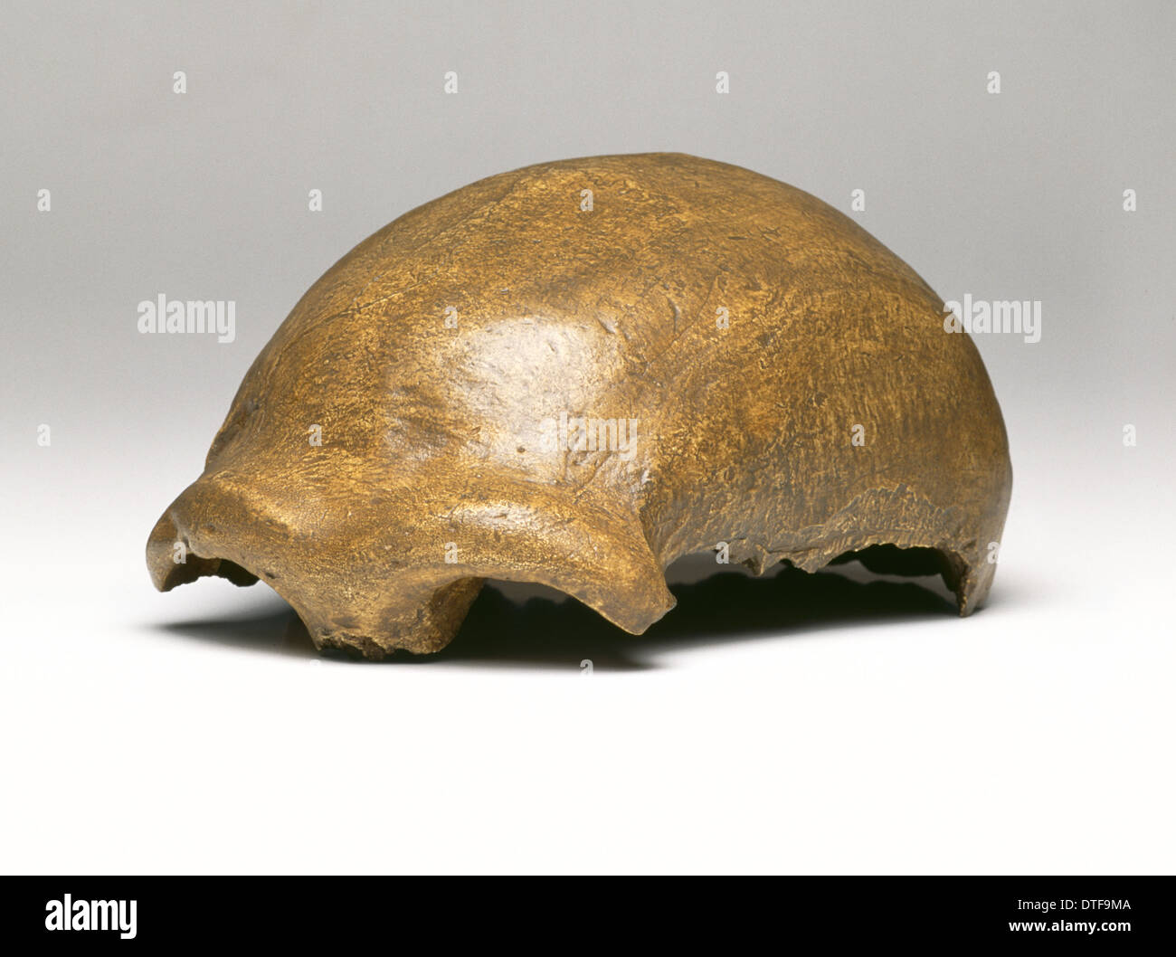 Homo neanderthalensis, Neanderthal Man cranium (Neanderthal 1) Stock Photo