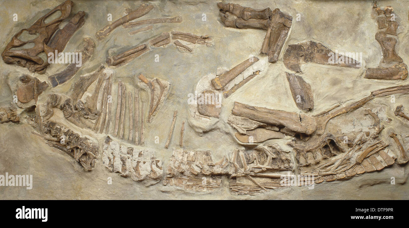 Edmontosaurus regalis skeleton Stock Photo