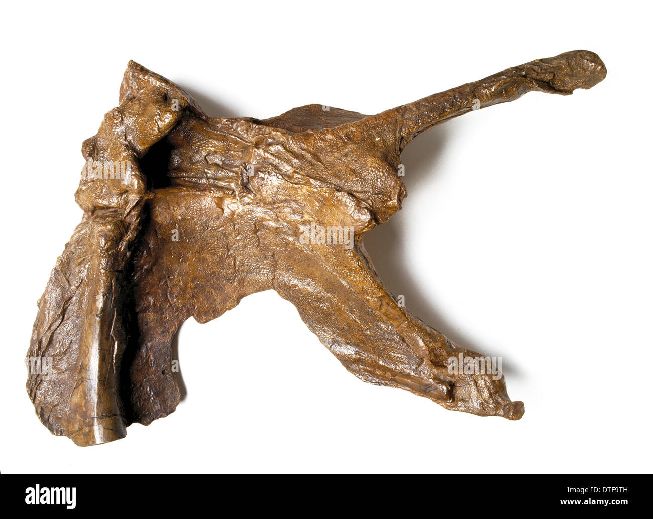 Edmontosaurus skin Stock Photo