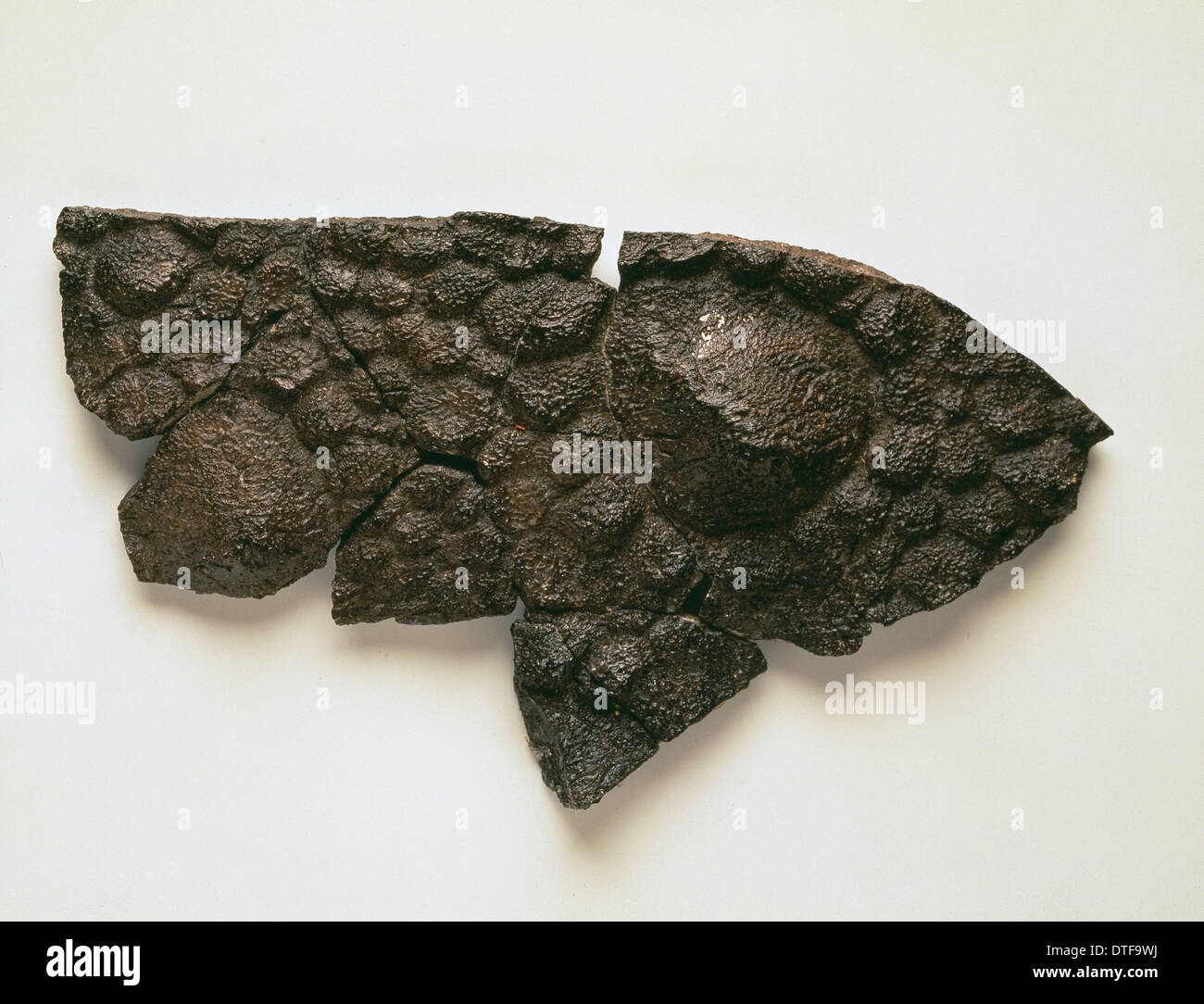 Polacanthus skin impression Stock Photo