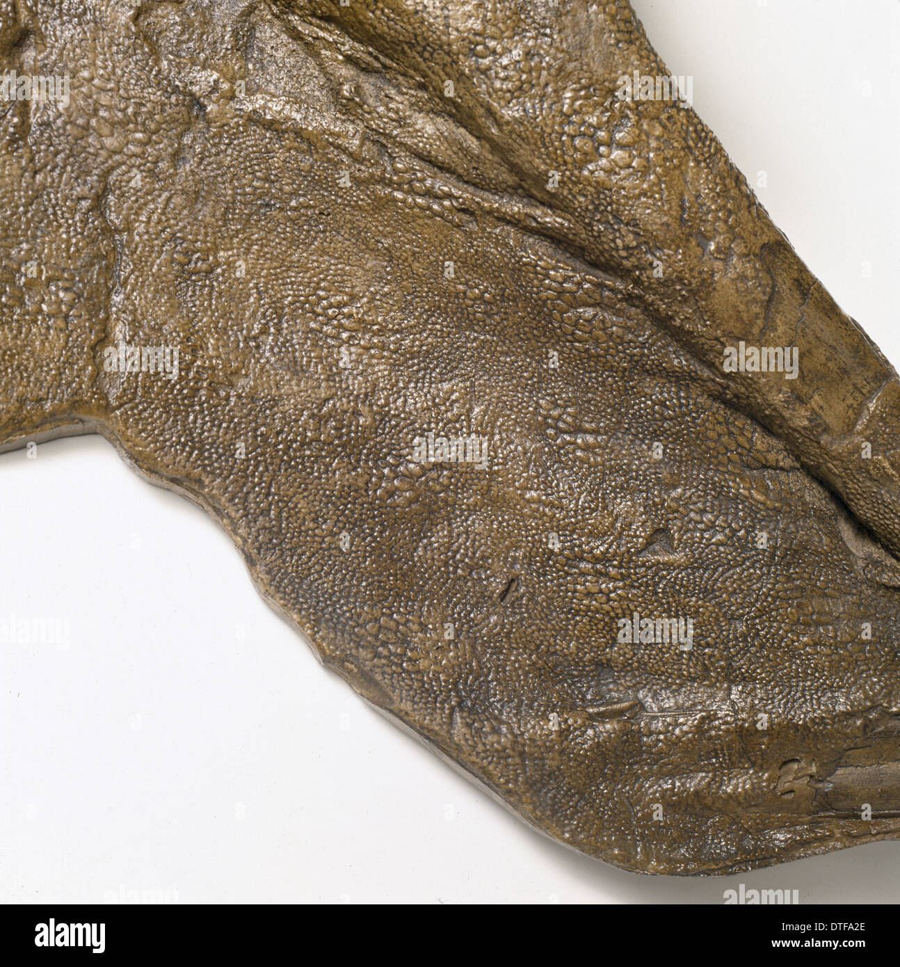 Edmontosaurus skin Stock Photo
