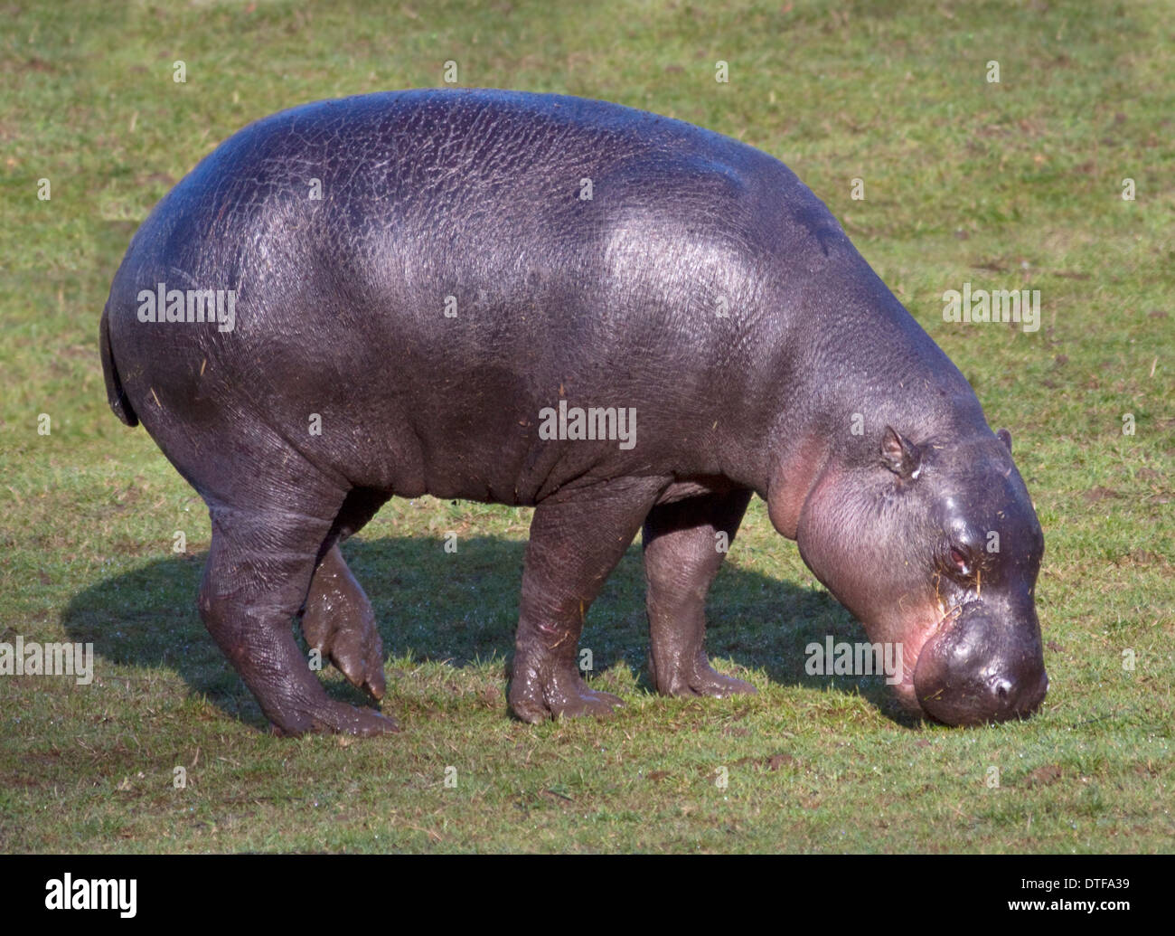 Pygmy Hippopotamus (hexaprotodon liberiensis) Stock Photo