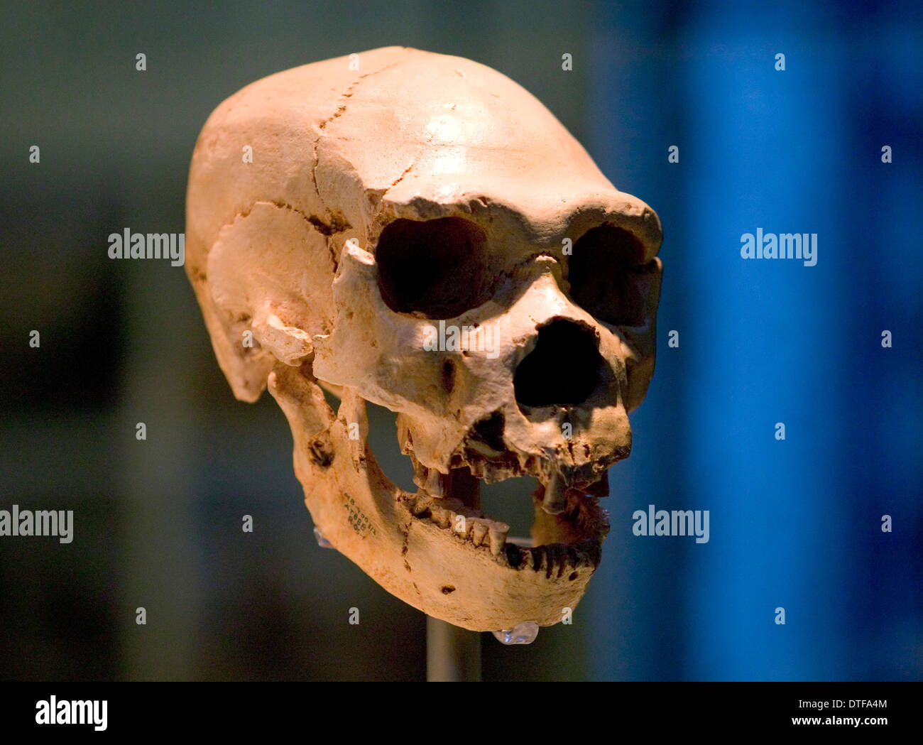 Homo neanderthalensis, neanderthal man Stock Photo