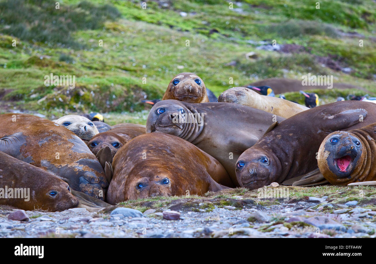Southern Elephant Seals (mironga leonina), St Andrews Bay, South Georgia Stock Photo