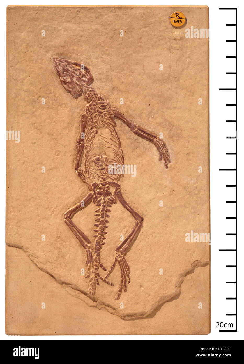 Homeosaurus hi-res stock photography and images - Alamy