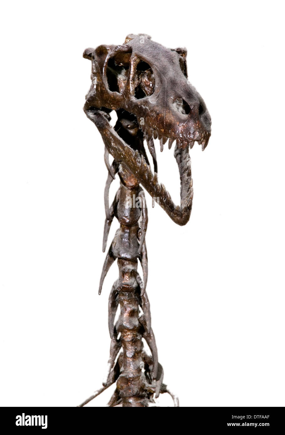 Dromaeosaurus albertensis Stock Photo