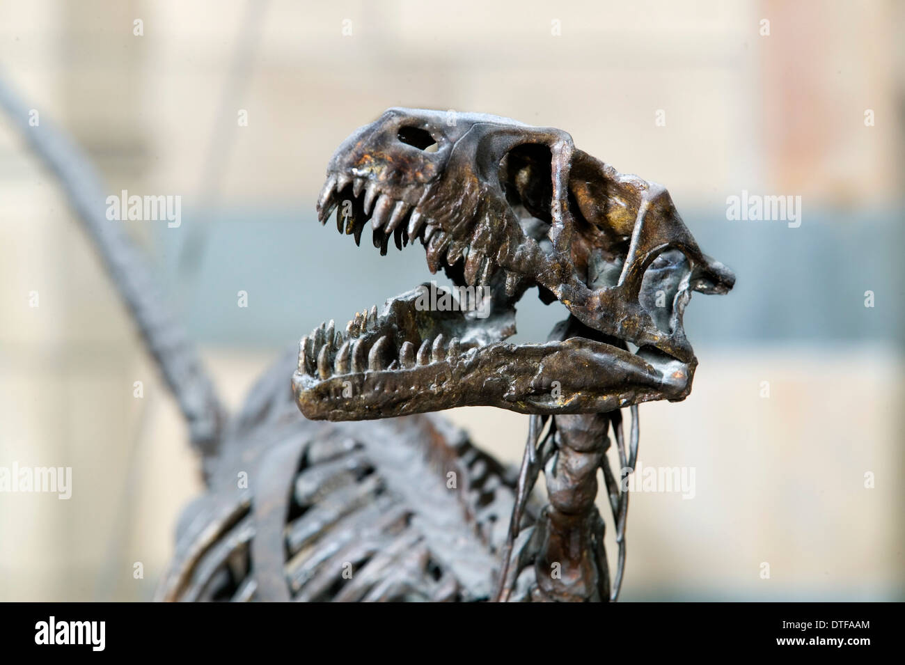 Dromaeosaurus albertensis Stock Photo