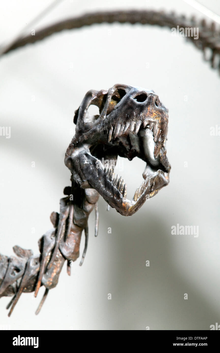 Dromaeosaurus albertensis Stock Photo