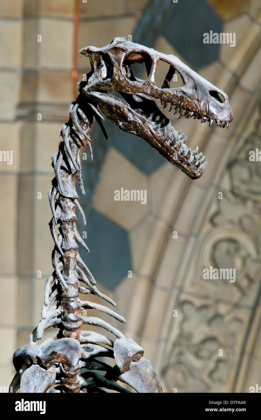Dromaeosaurus albertensis Stock Photo